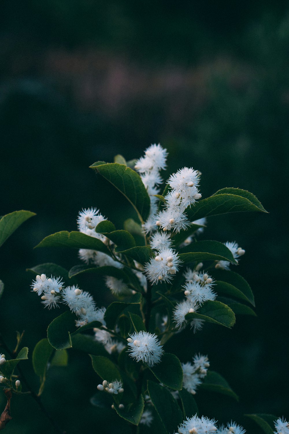 Weiße Blumen in der Tilt Shift-Linse