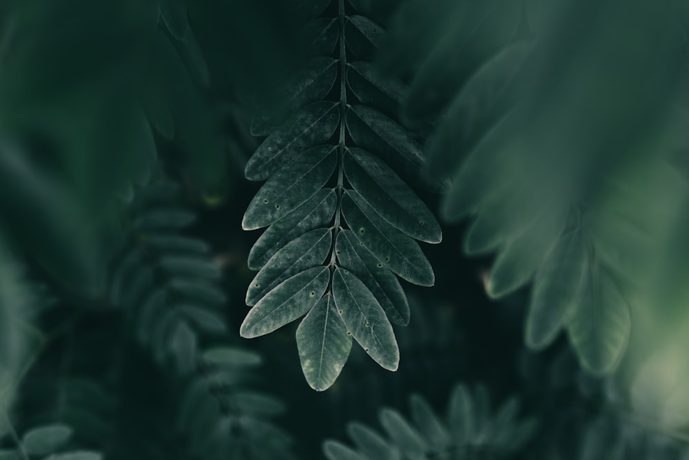 green leaves in macro lens
