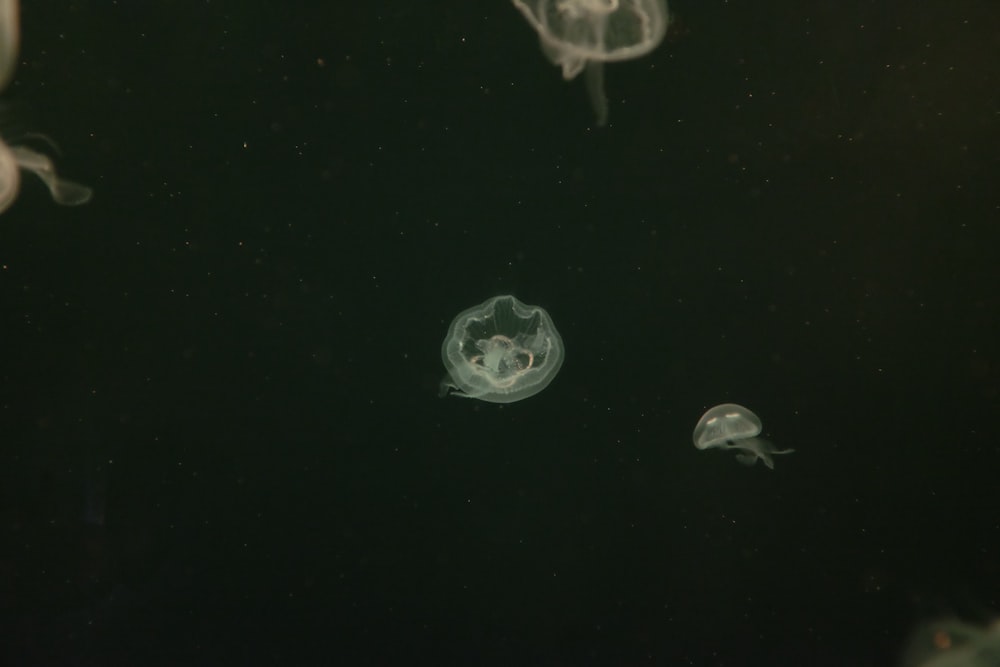 Medusa blanca en el agua