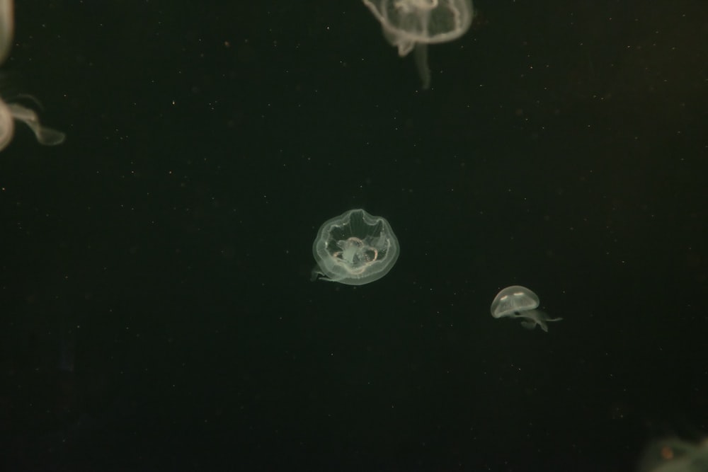 white jelly fish in water