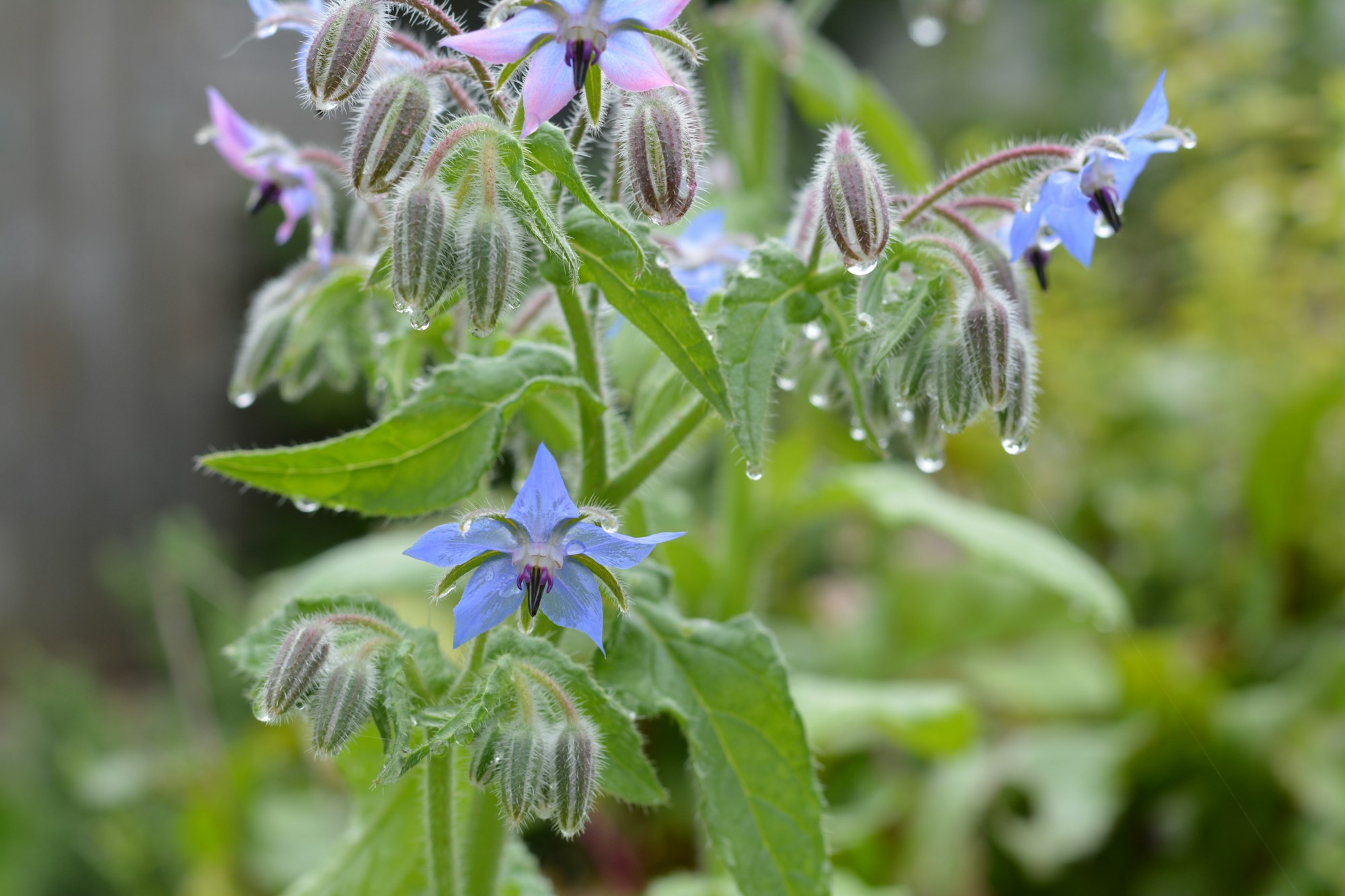 Flower called Borage, and it smells like a fresh cucumber