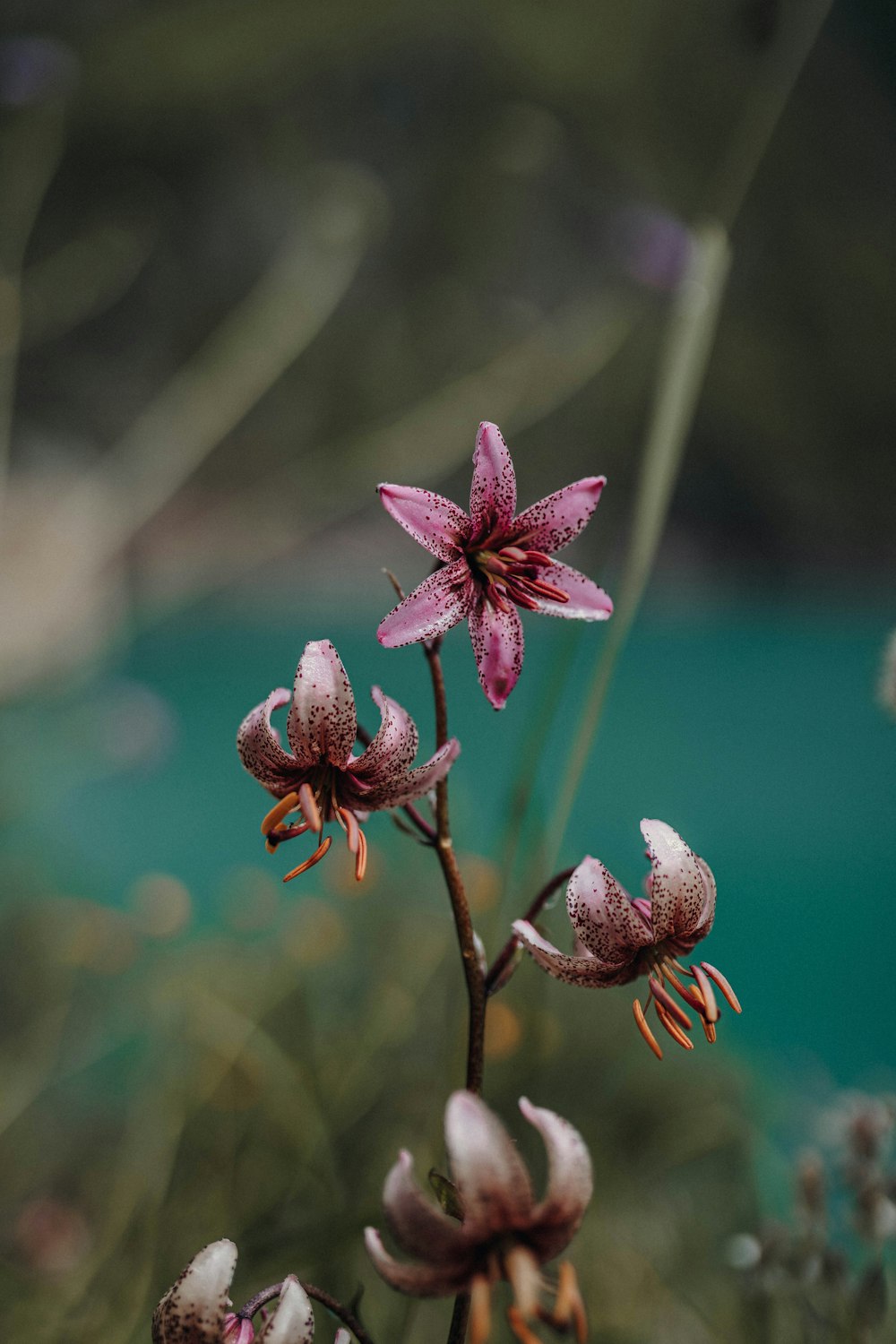 purple and white flower in tilt shift lens