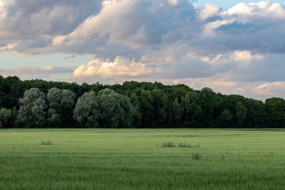 Campo di erba verde con alberi verdi sotto nuvole bianche e cielo blu durante il giorno