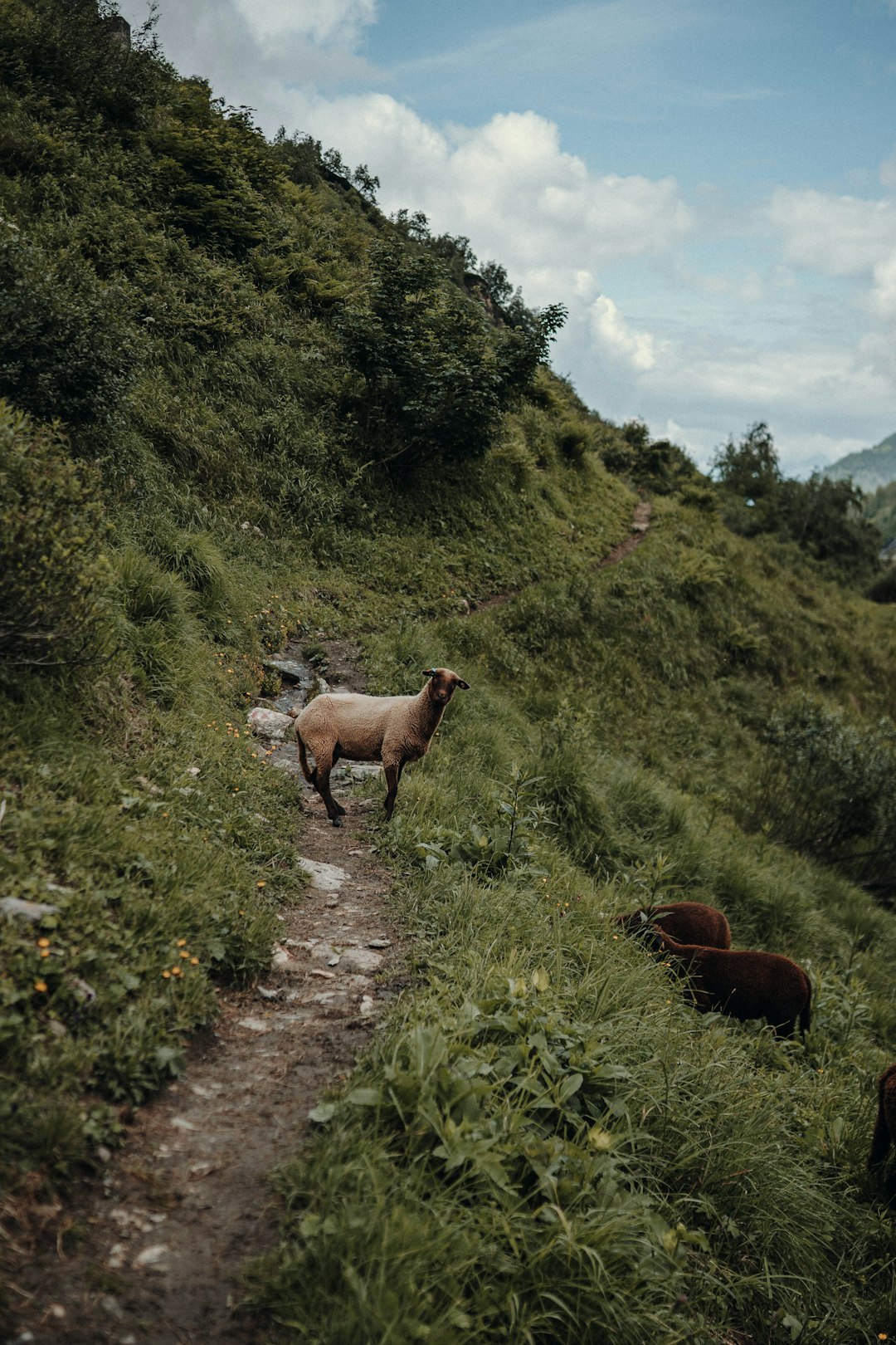 brown and white goats on green grass field during daytime