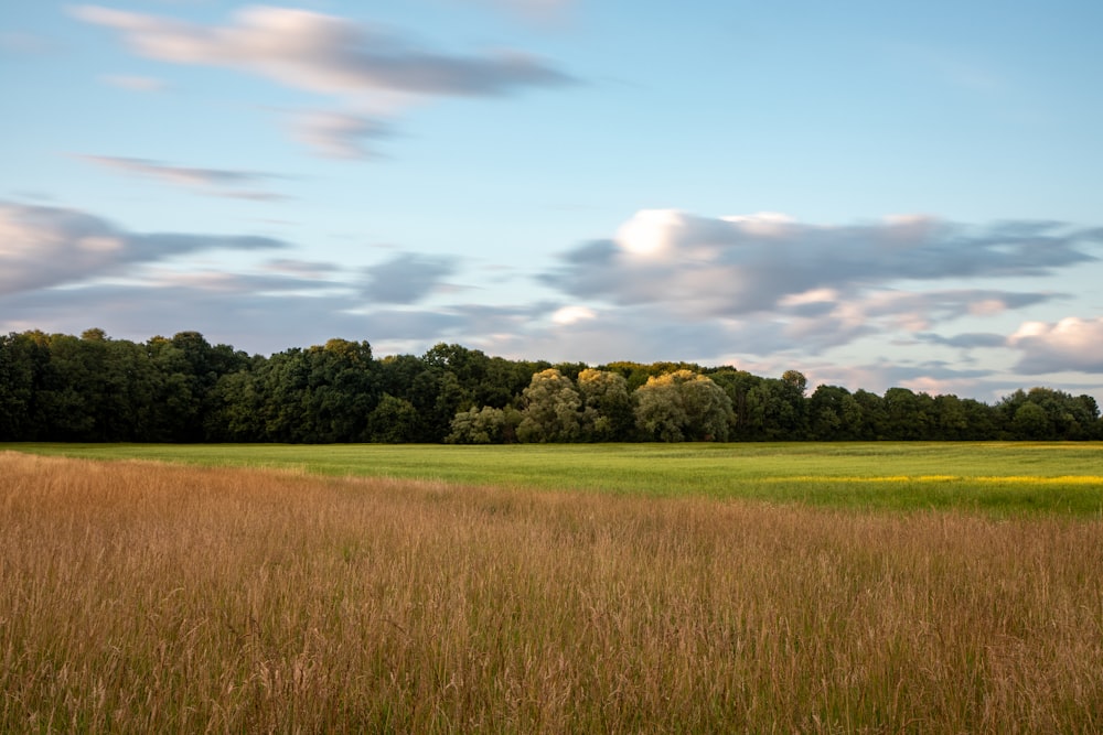 green grass field near green trees under white clouds and blue sky during daytime