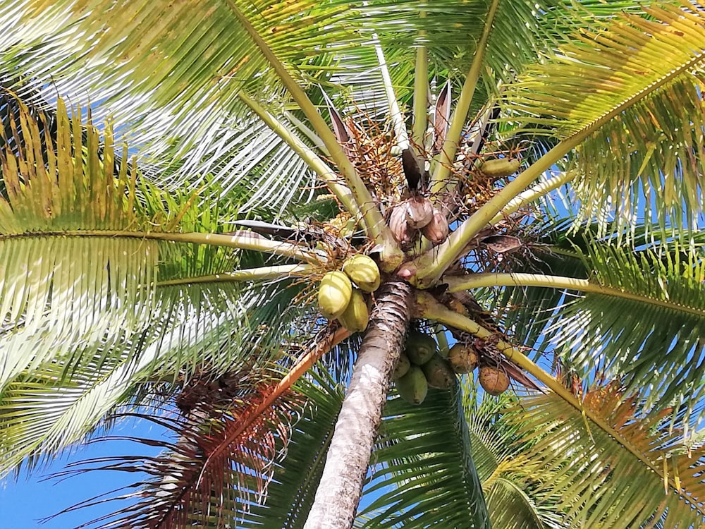 a palm tree with a bunch of fruit on it
