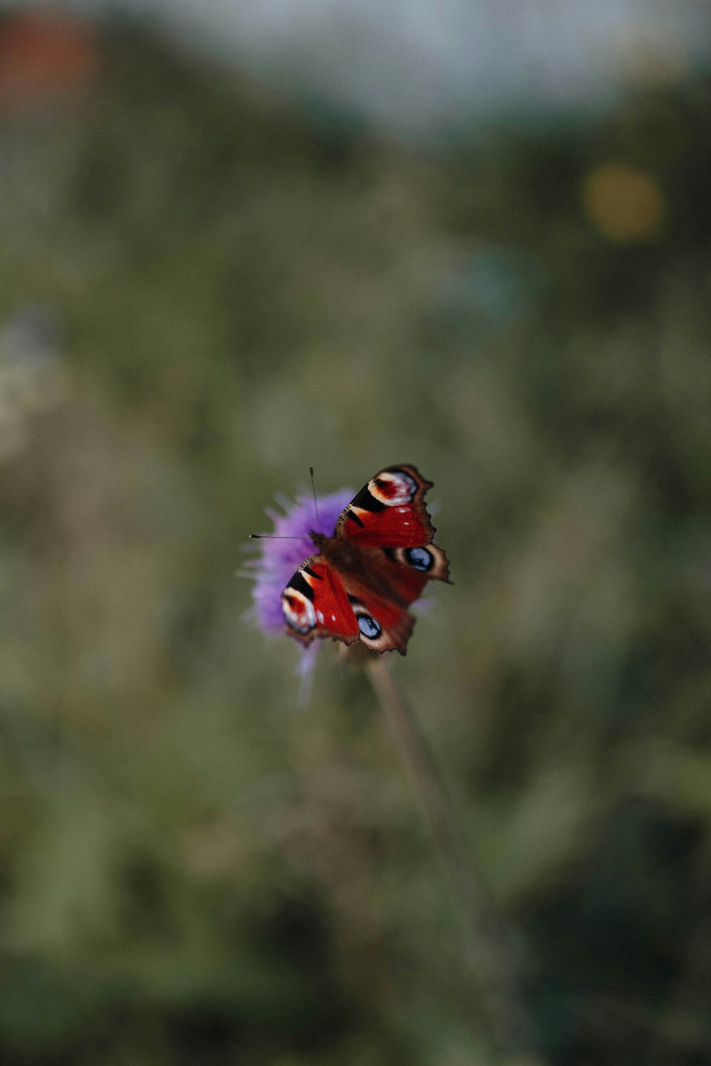 red and black butterfly perched on purple flower in close up photography during daytime