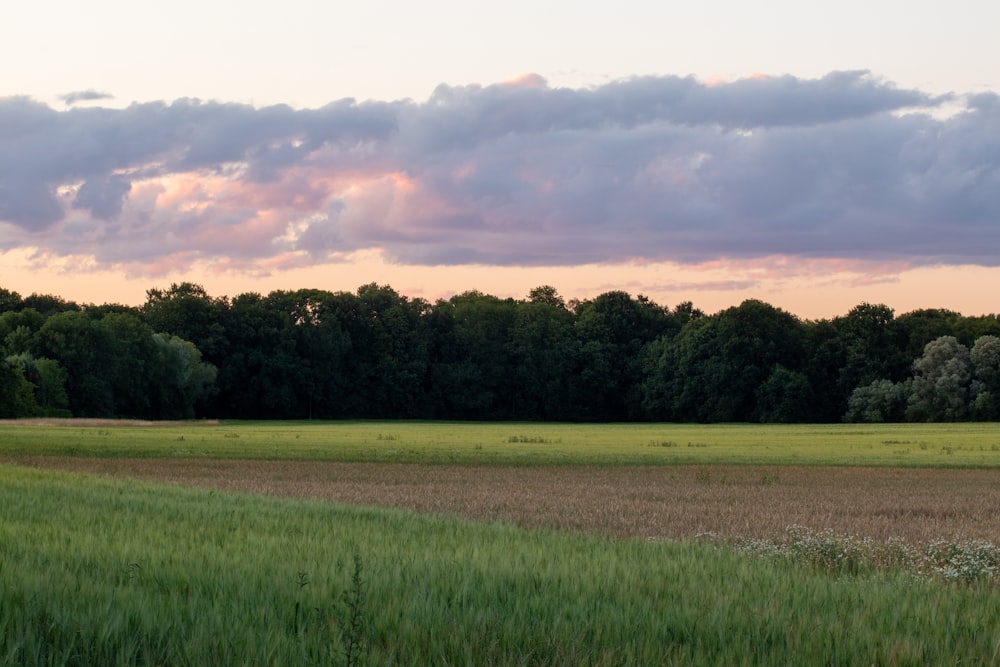 green grass field near green trees under white clouds during daytime