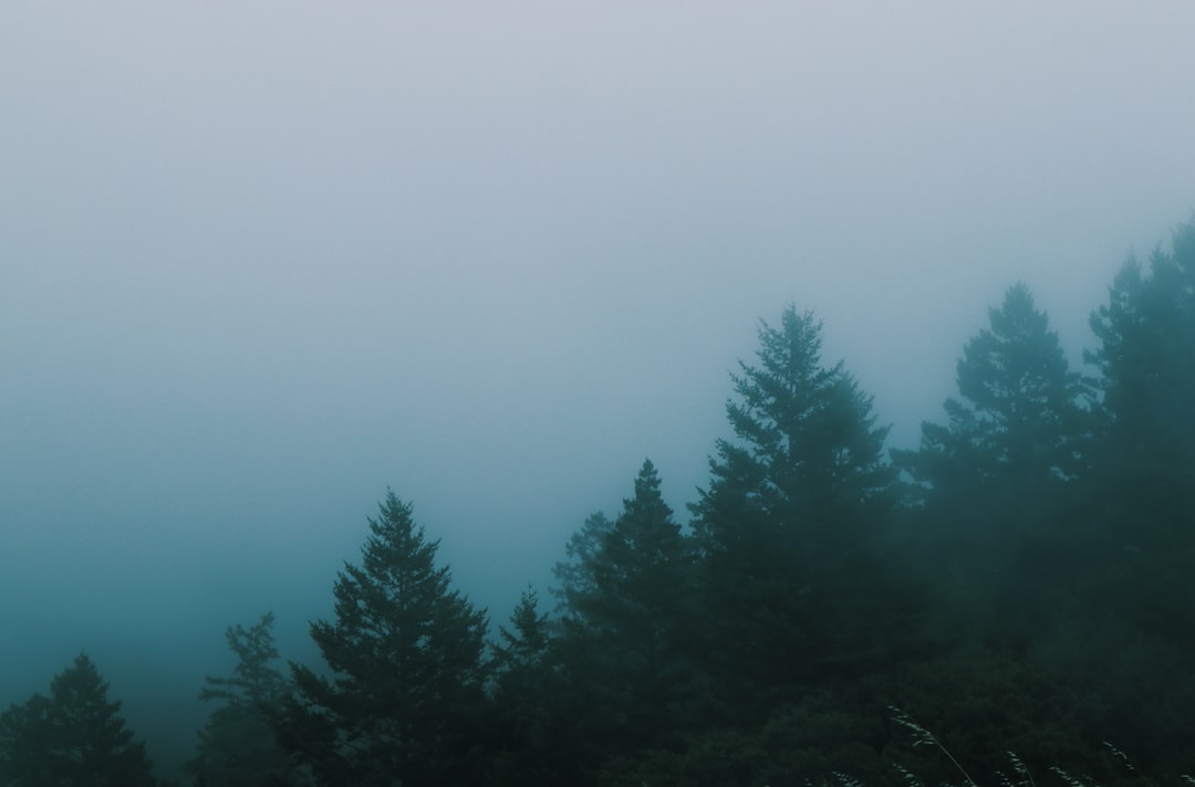 green pine trees under white sky, forest covered in blue fog | instagram: @sairaphotography