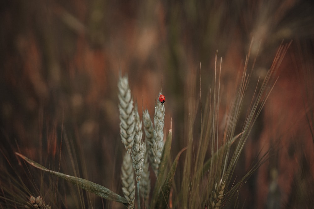 red ladybug perched on green plant in close up photography during daytime