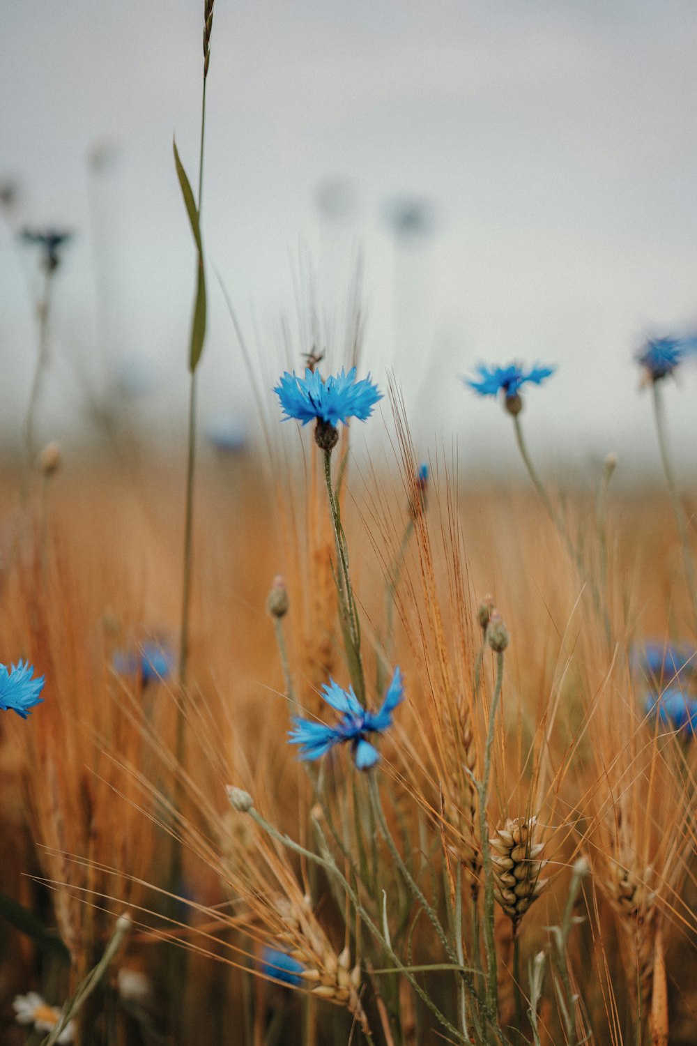 blue flowers in tilt shift lens