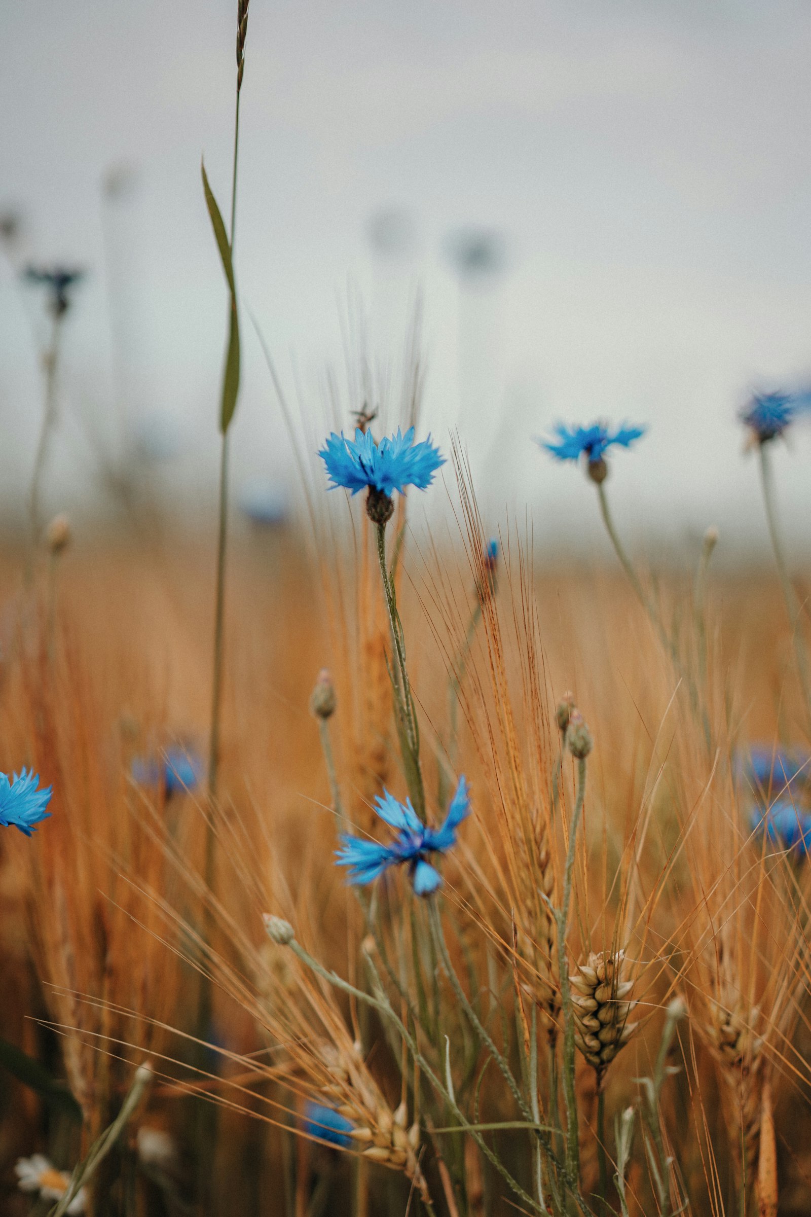 Sony a7 III + Sony Sonnar T* FE 55mm F1.8 ZA sample photo. Blue flowers in tilt photography