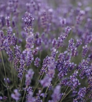 purple flower field during daytime