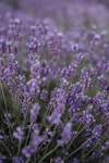 purple flower field during daytime