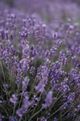 purple flower field during daytime