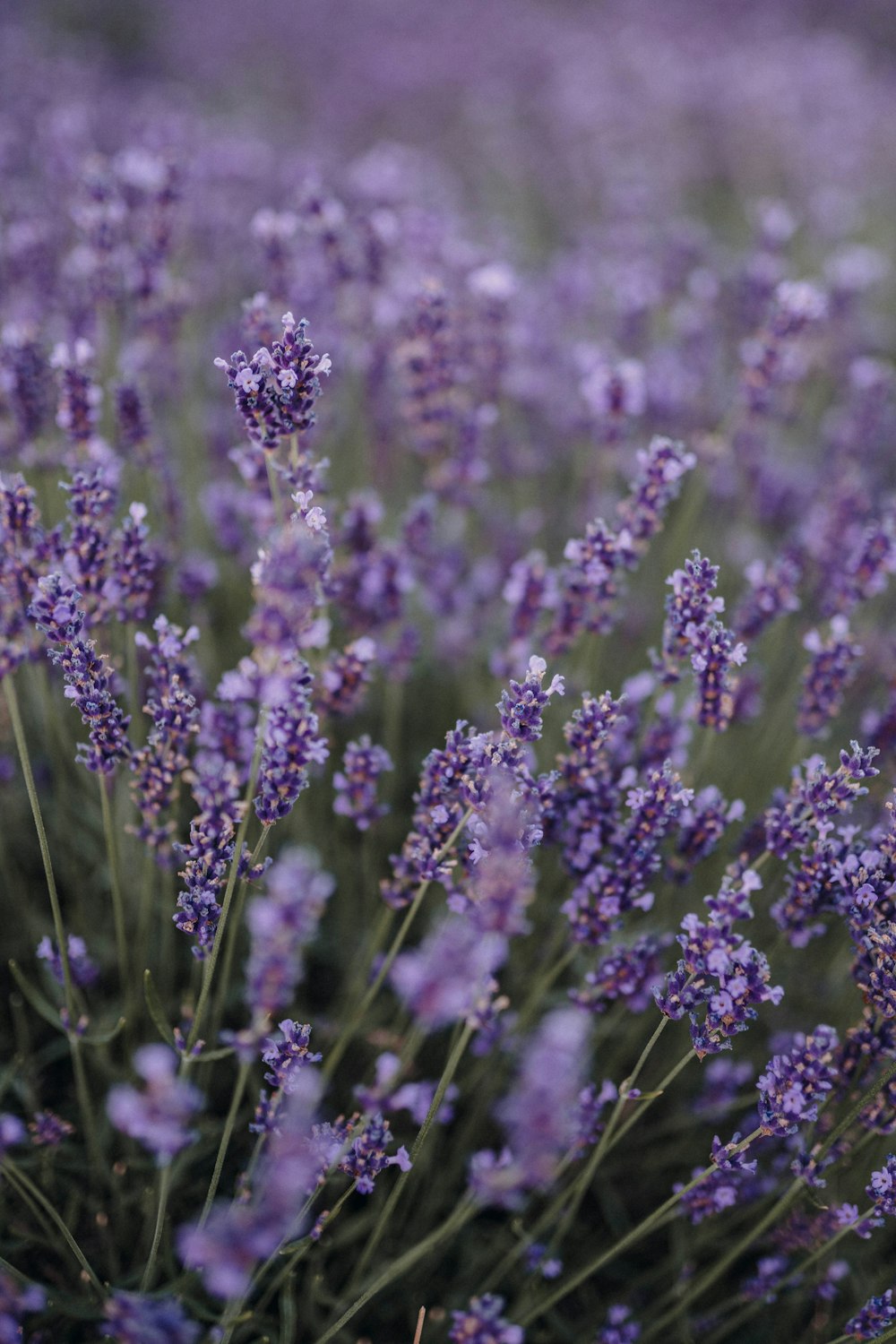 purple flower field during daytime