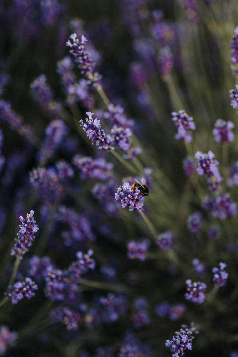 purple flower in tilt shift lens