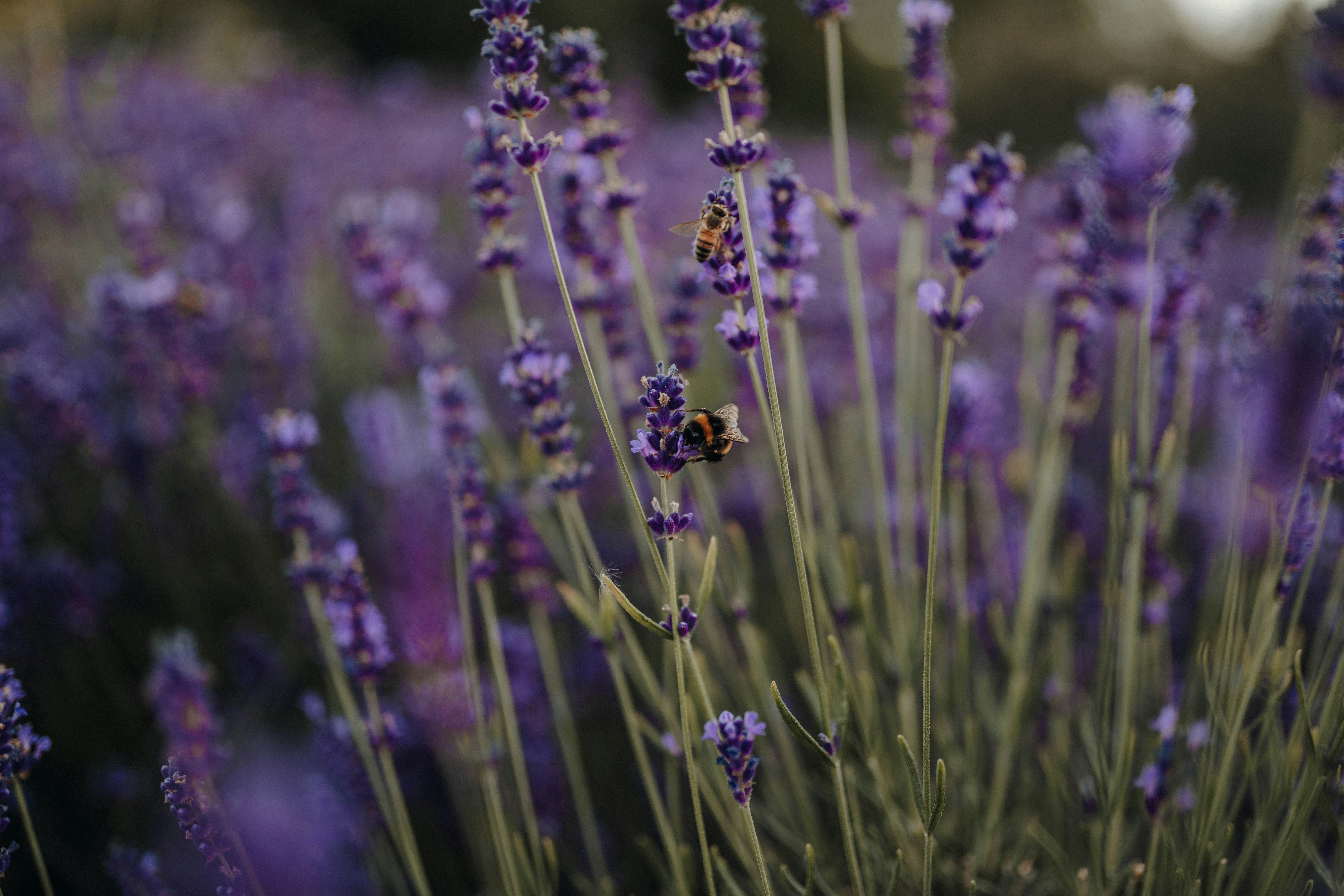 Photo by luiseandnic