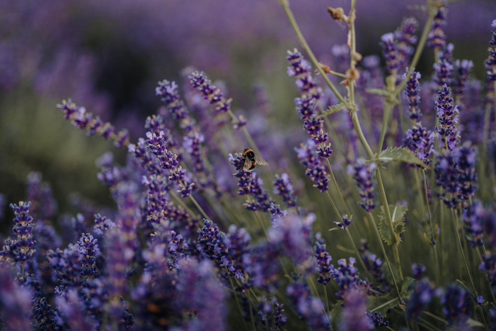 yellow and black butterfly on purple flower