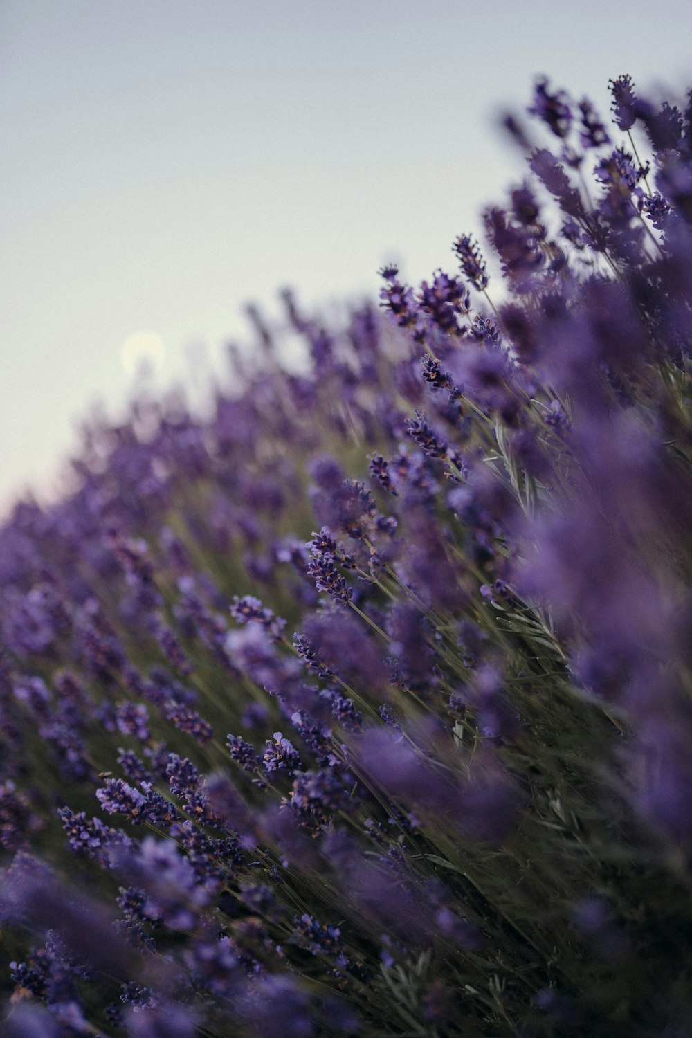 purple flower in close up photography