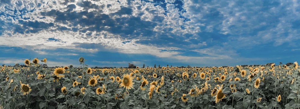 Gelbes Sonnenblumenfeld unter blauem Himmel tagsüber