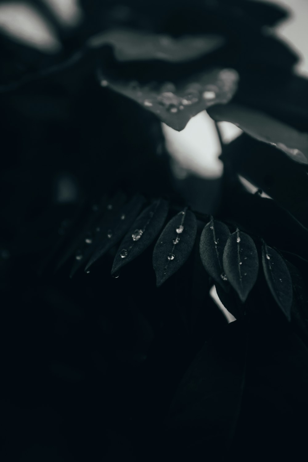 water droplets on green leaf