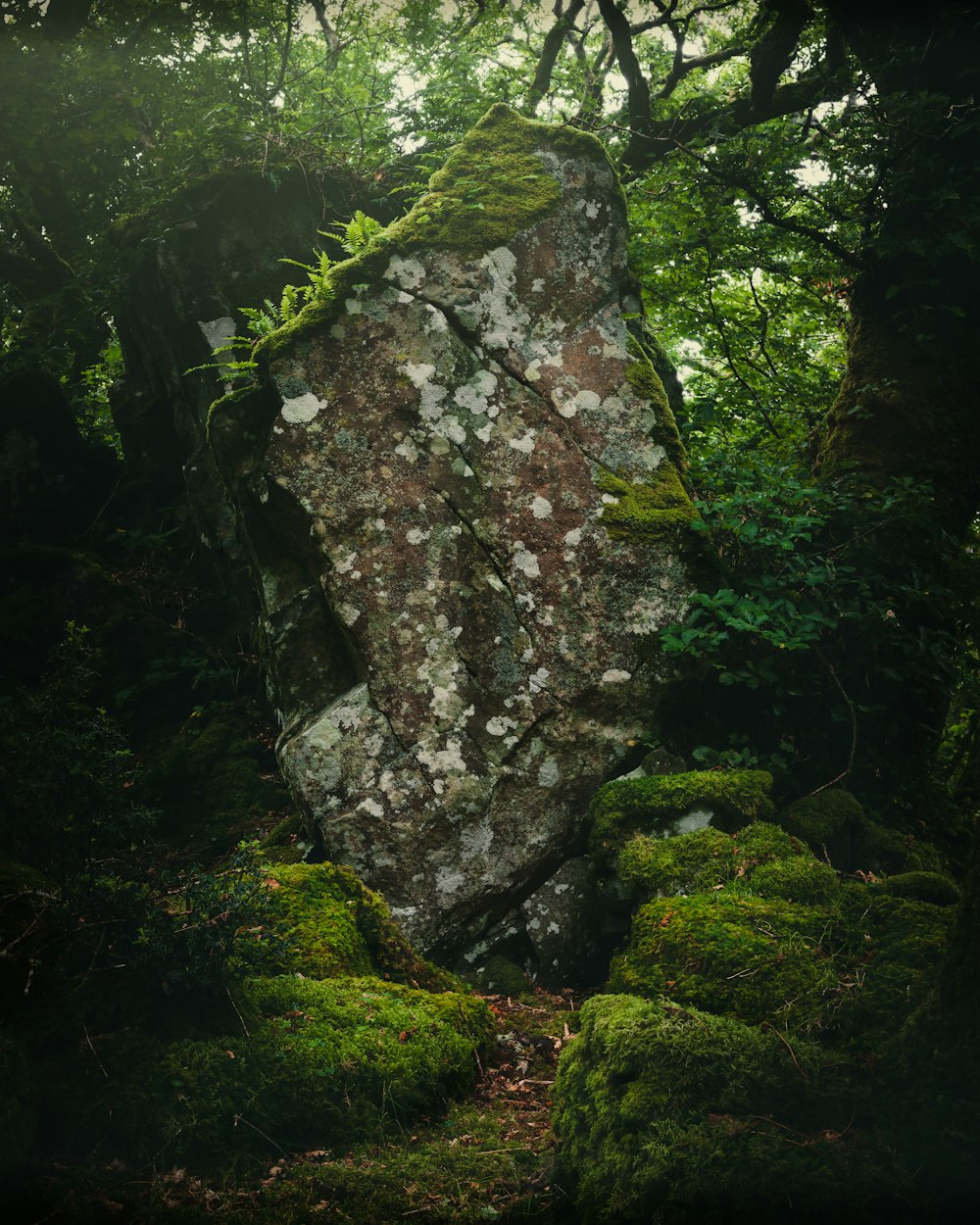 green moss on gray rock