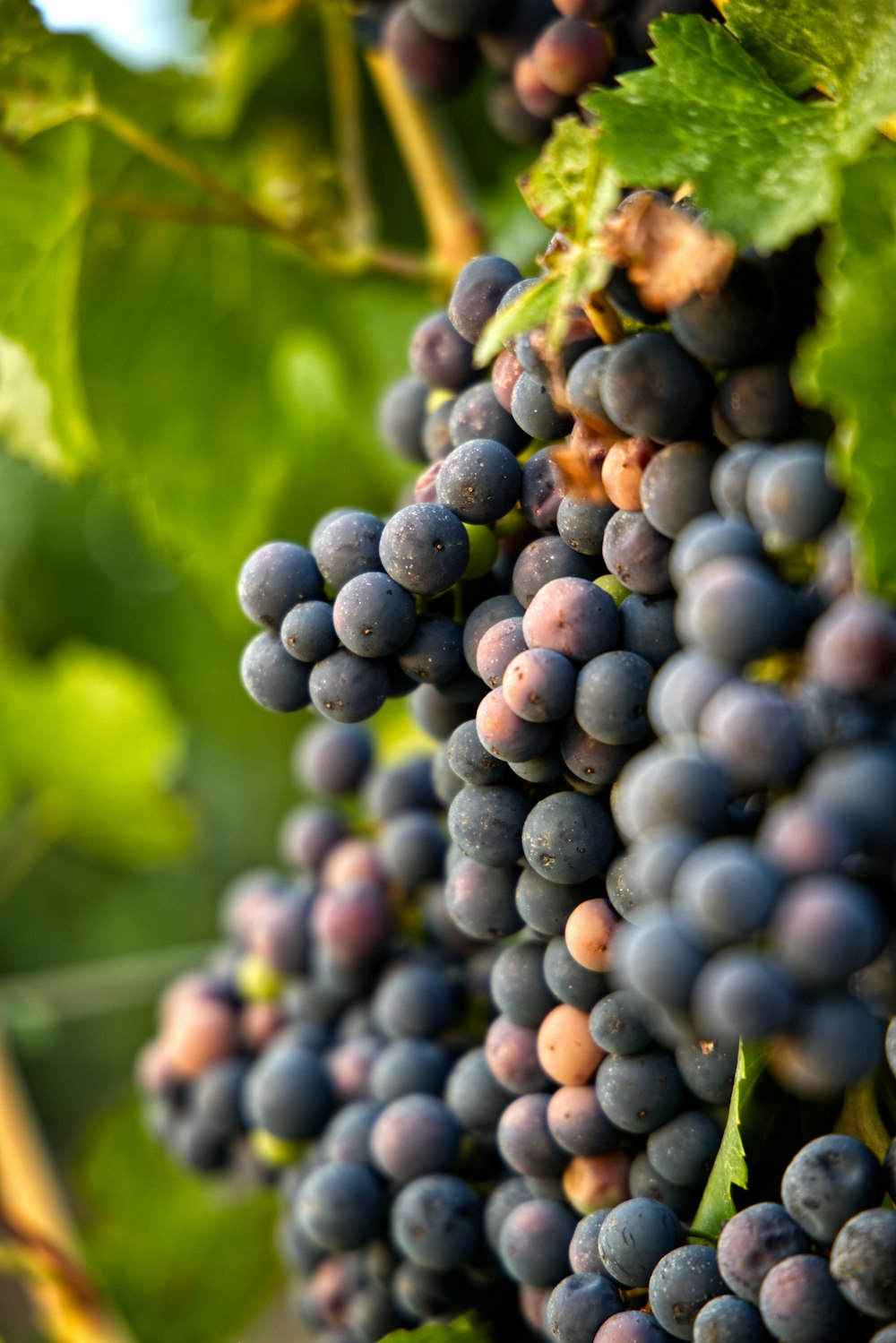 blaue Beeren auf grünem Blatt