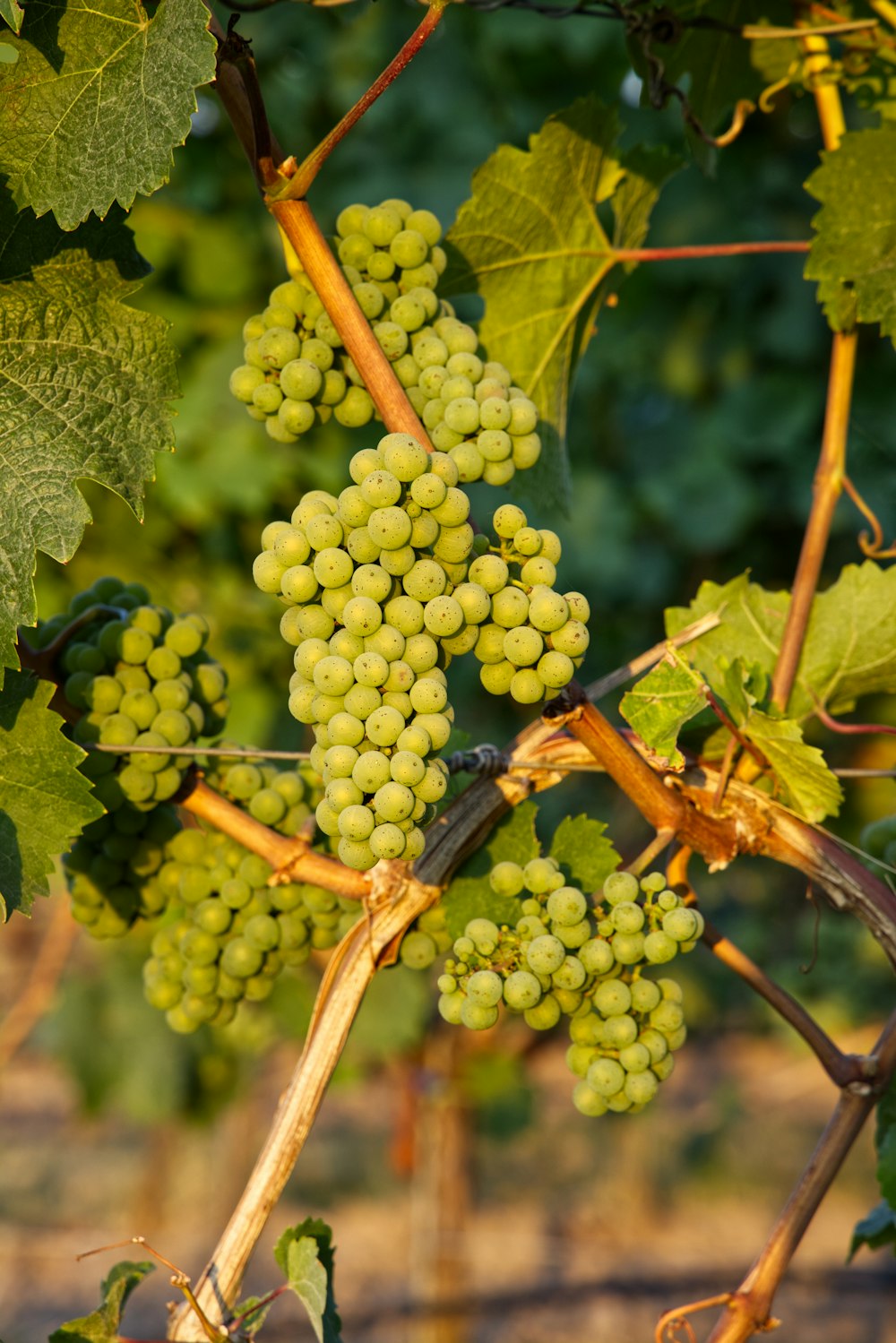 green grapes on brown stem