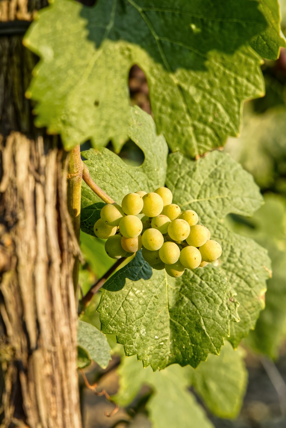 Uvas verdes sobre árbol marrón