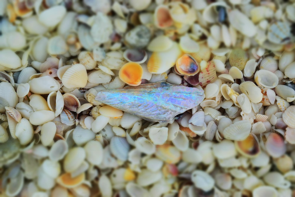 blue and white shell on white and brown pebbles