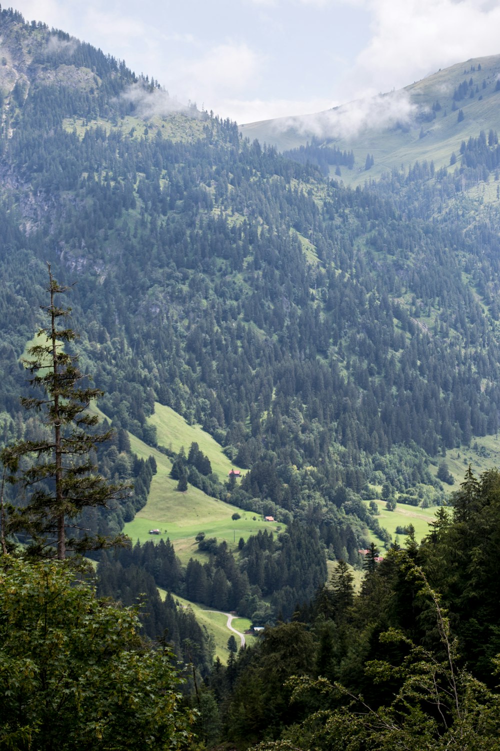 green trees on mountain during daytime