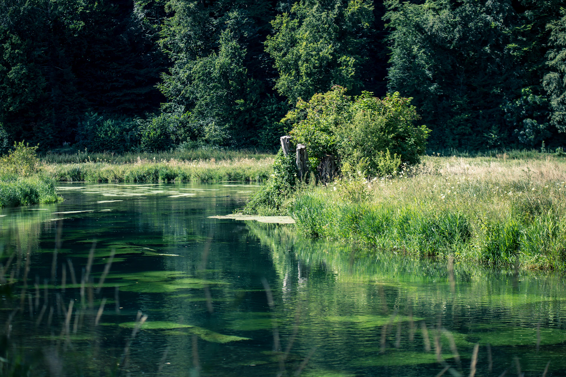 person standing on green grass near lake during daytime