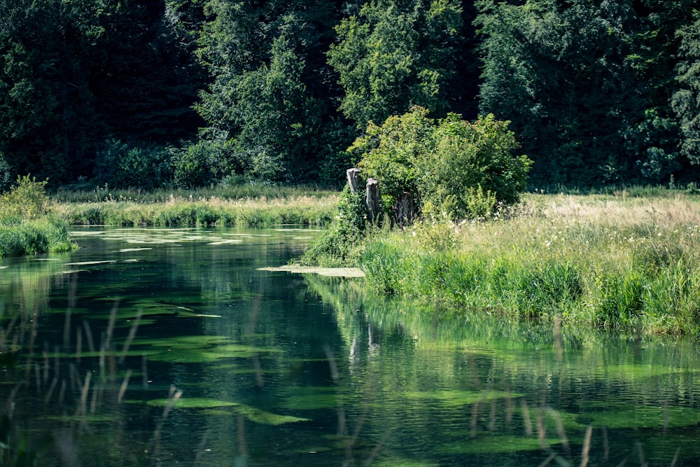 person standing on green grass near lake during daytime