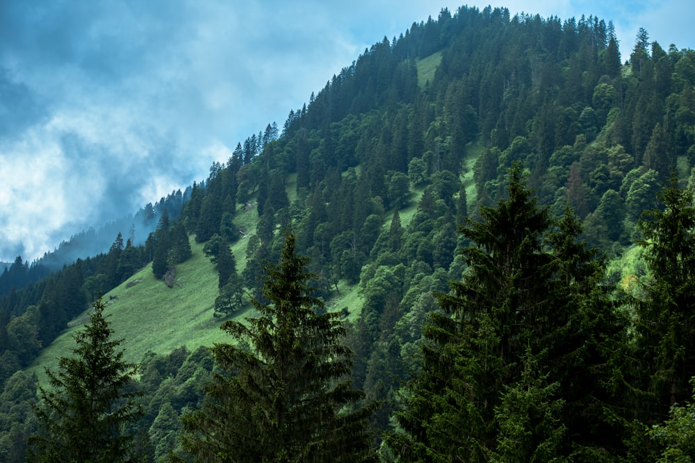 green trees on mountain under cloudy sky during daytime