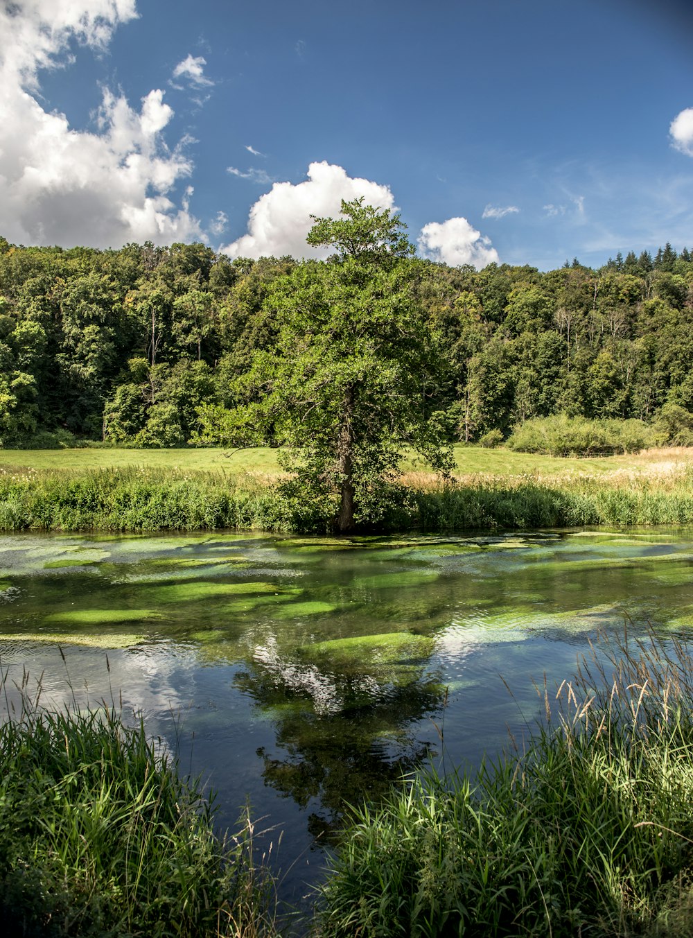 green trees beside river under blue sky and white clouds during daytime