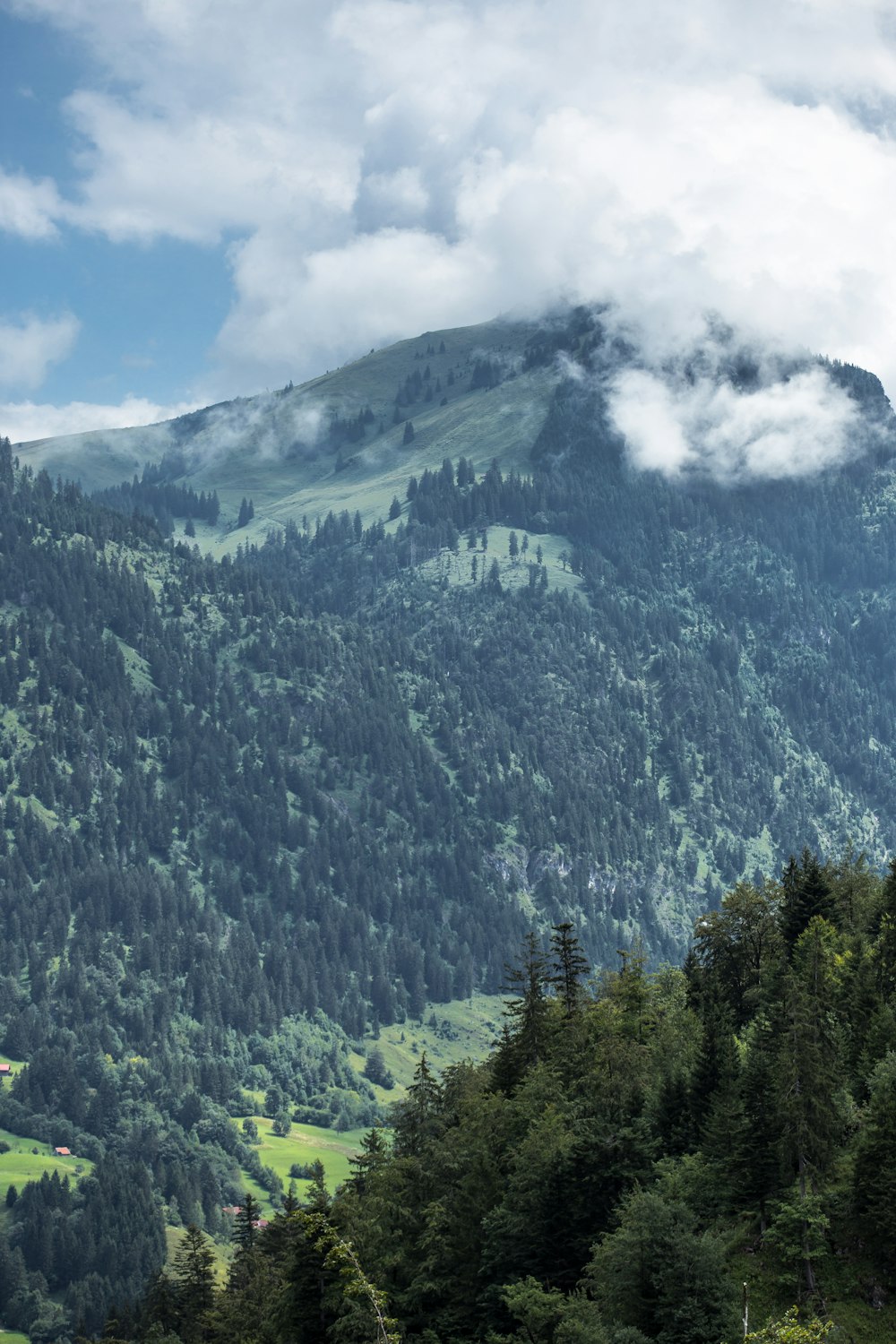 green trees on mountain under white clouds during daytime