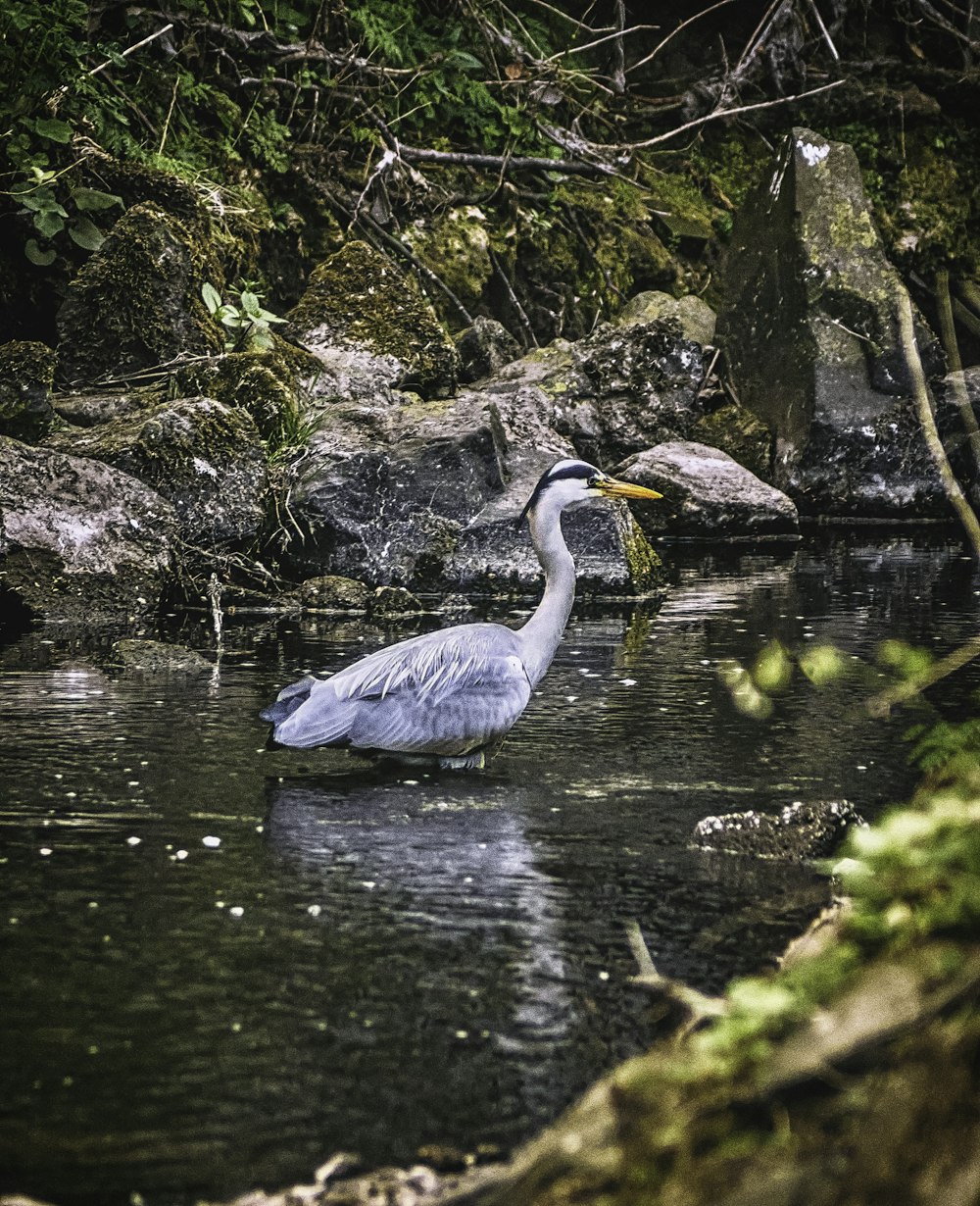 gray bird on water during daytime