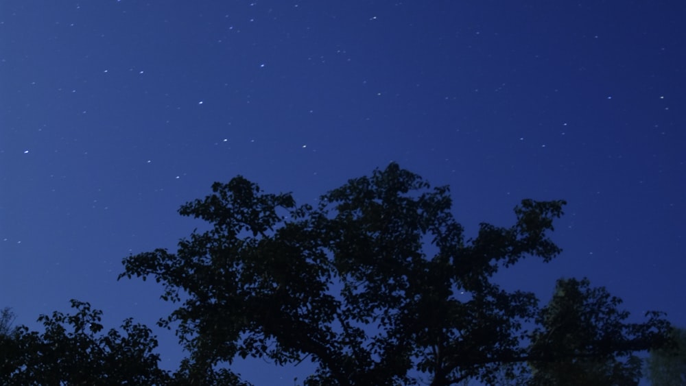 silhouette of trees under blue sky during night time