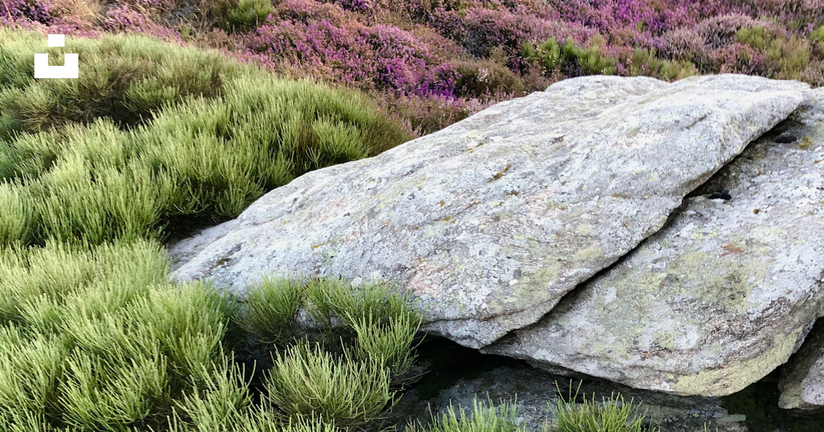 Gray rock on green grass field during daytime photo – Free Plant Image ...