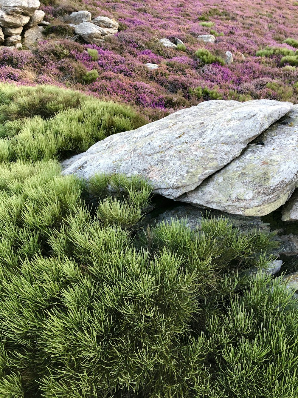 gray rock on green grass field during daytime