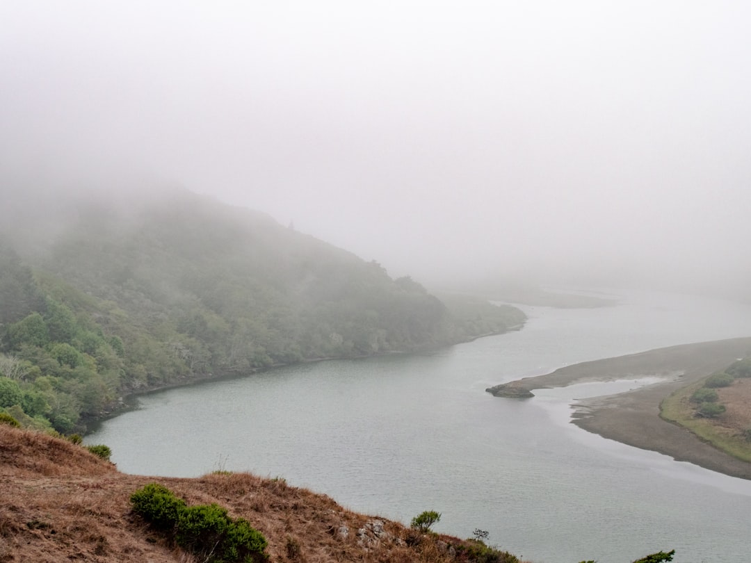 green trees near body of water during daytime