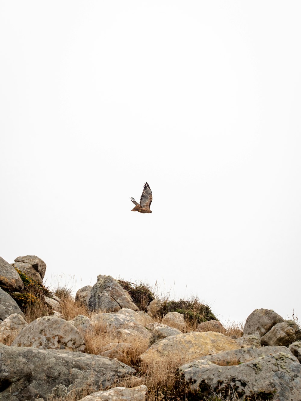 Schwarzer Vogel, der tagsüber über grauen felsigen Berg fliegt