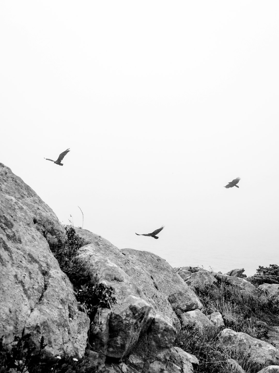 birds flying over rocky mountain during daytime