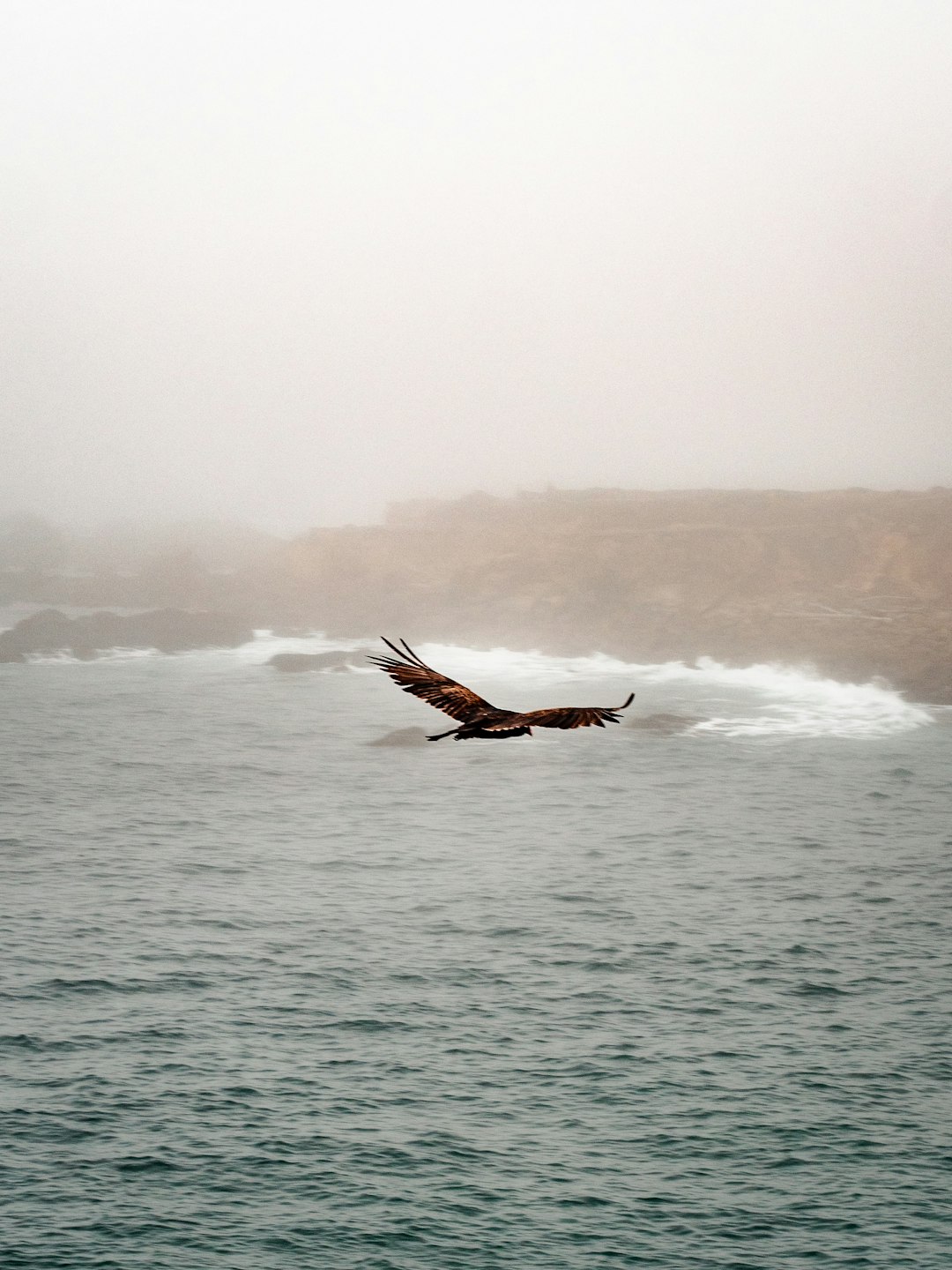 brown bird flying over the sea during daytime