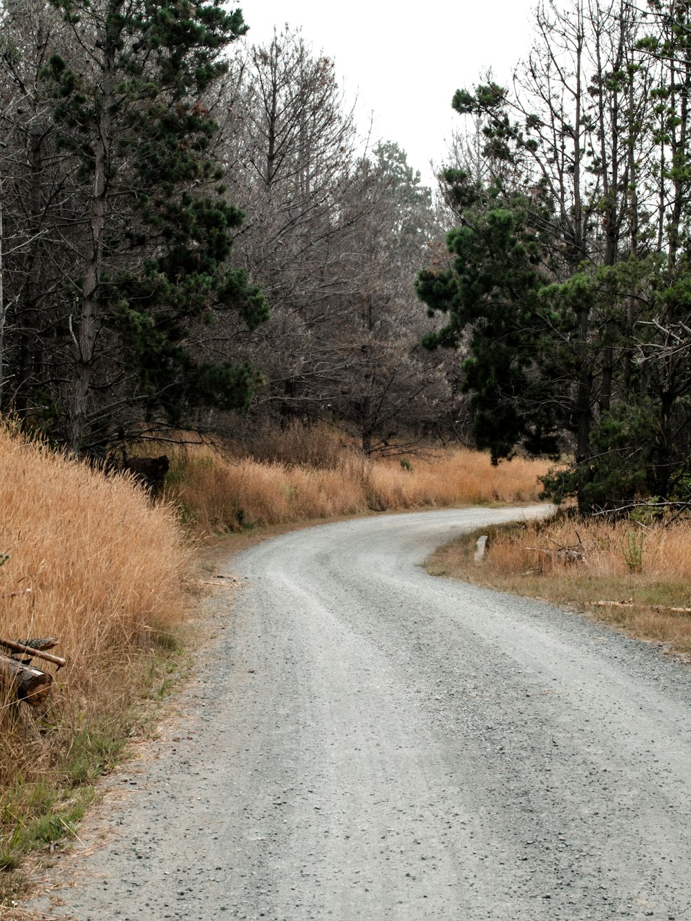 gray concrete road between brown grass and trees during daytime