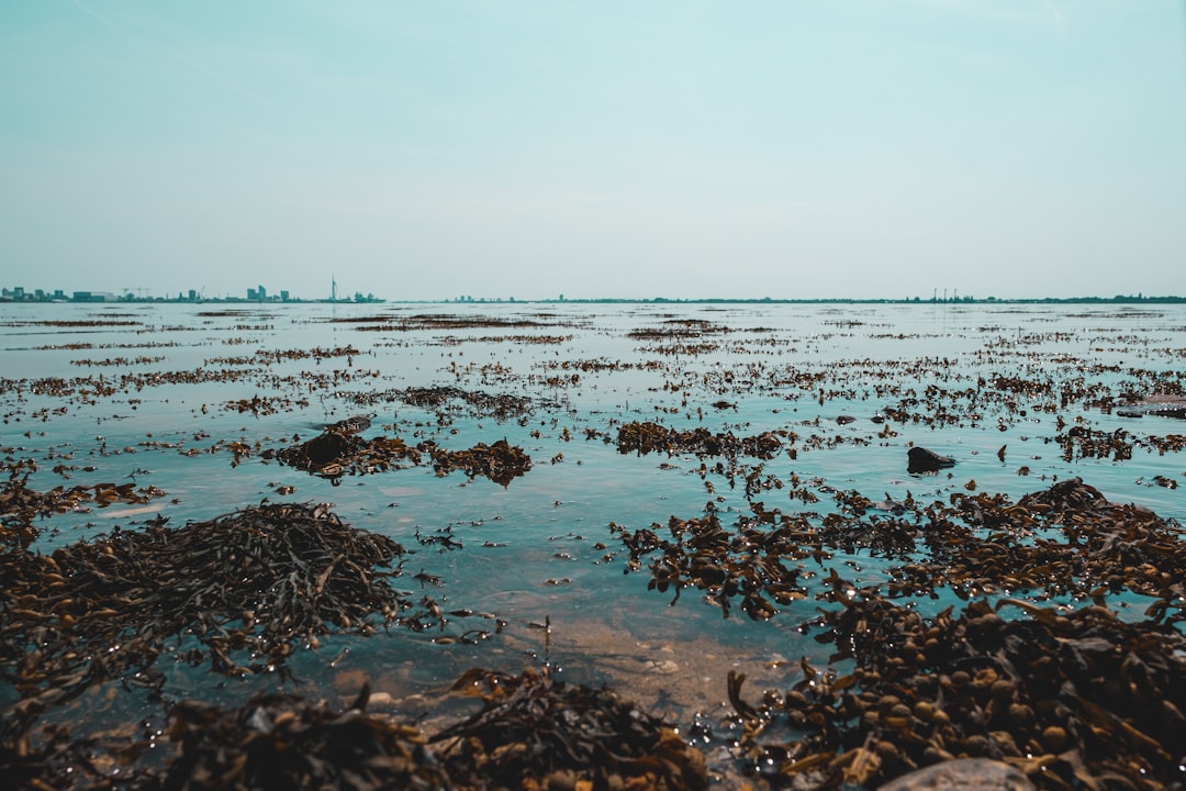 brown rocks on sea shore during daytime