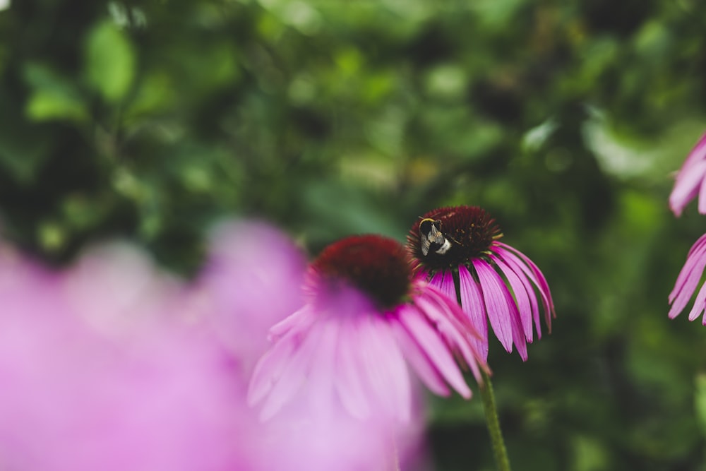 black and yellow bee on pink flower during daytime