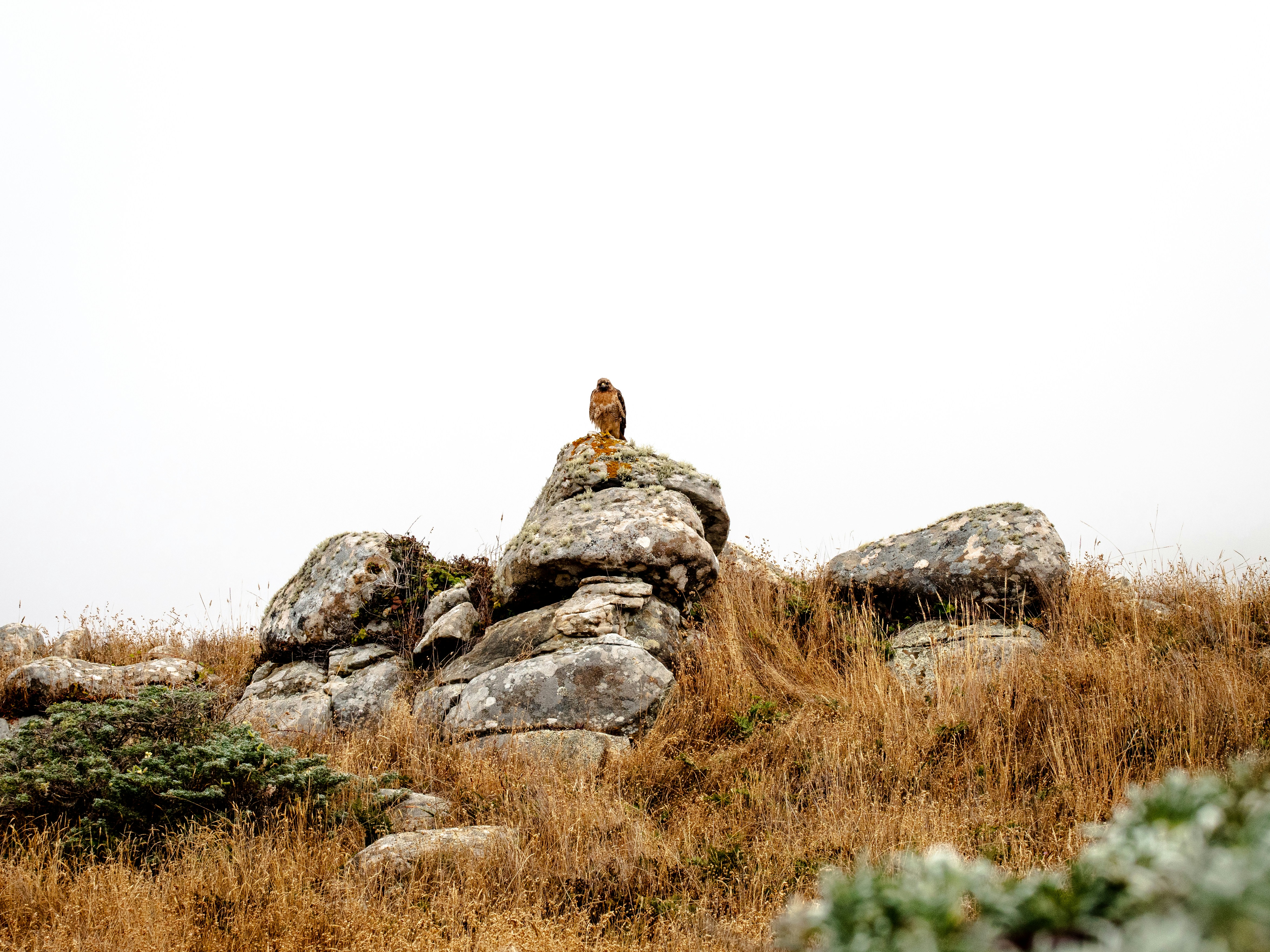 white rabbit sitting