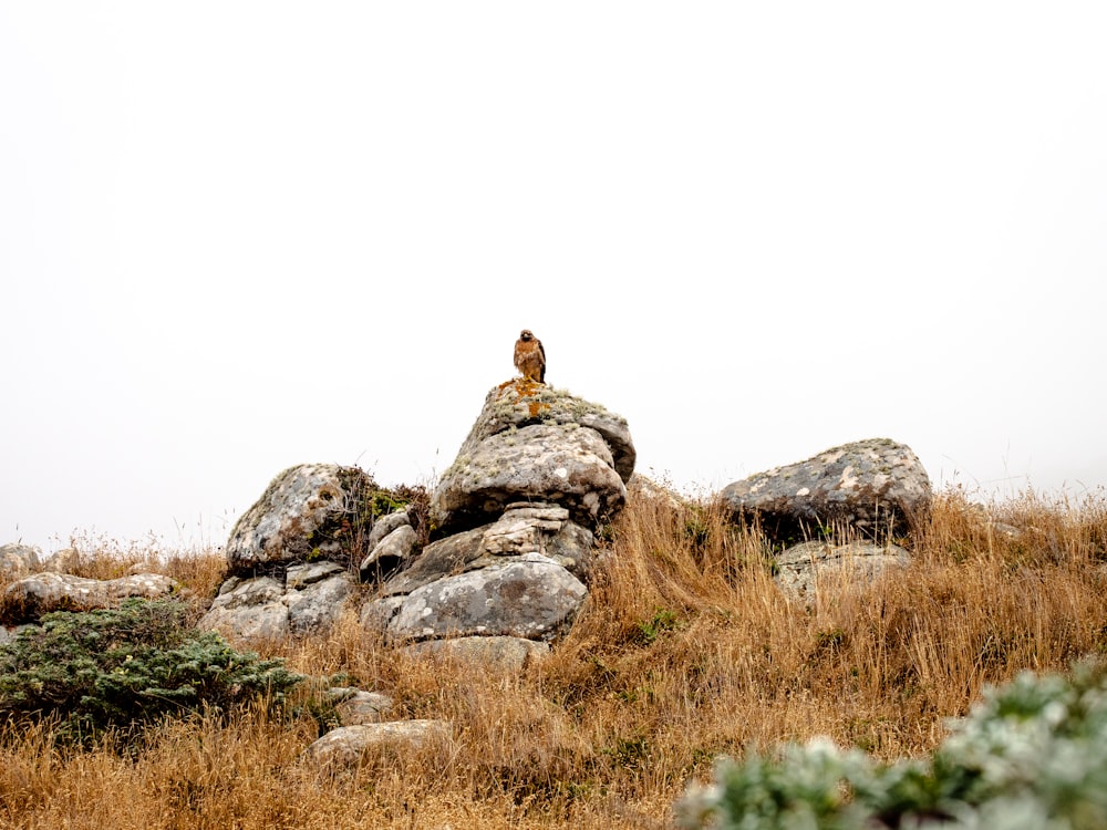 person sitting on rock formation during daytime